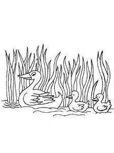 Duck coloring page