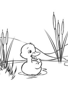 Duckling coloring page