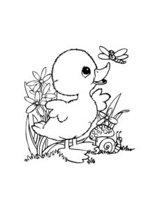 Duckling coloring page