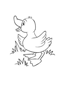 Duckling coloring page