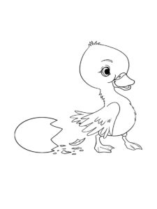 Duckling coloring page