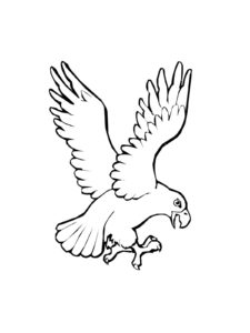 Eagle coloring page