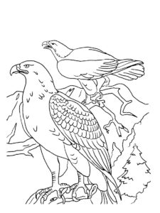 Eagle coloring page