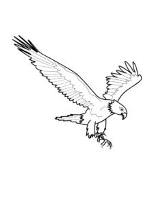 Eagle coloring page