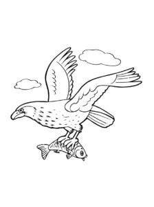 Eagle coloring page