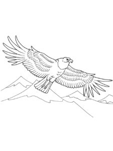 Eagle coloring page