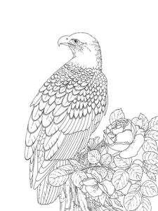 Eagle coloring page