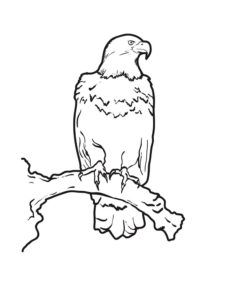 Eagle coloring page