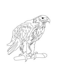 Eagle coloring page