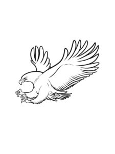 Eagle coloring page