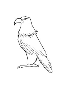 Eagle coloring page