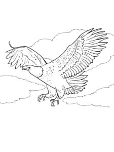 Eagle coloring page