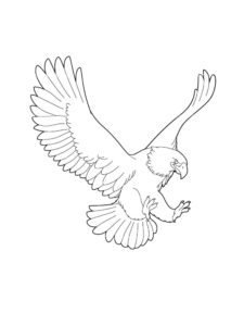 Eagle coloring page