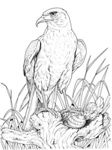 Eagle coloring page