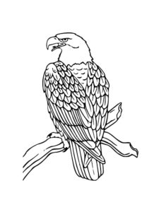 Eagle coloring page