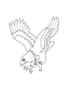 Eagle coloring page