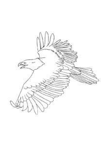 Eagle coloring page