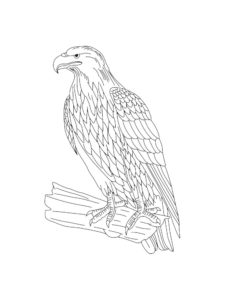 Eagle coloring page