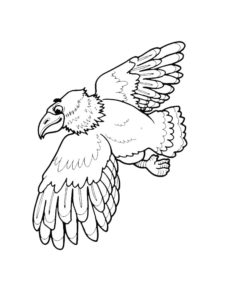 Eagle coloring page