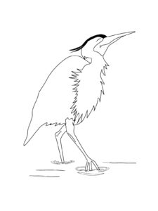 Egret coloring page