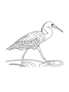 Egret coloring page