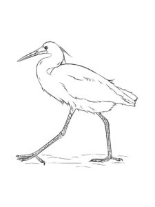 Egret coloring page