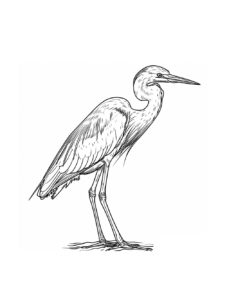 Egret coloring page