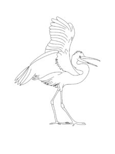 Egret coloring page