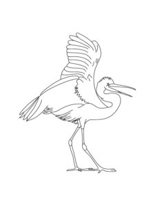 Egret coloring page