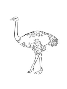 Emu coloring page