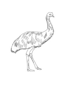 Emu coloring page