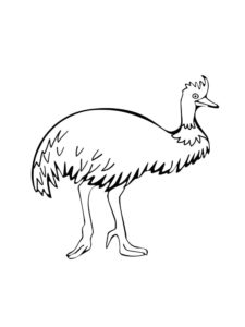 Emu coloring page