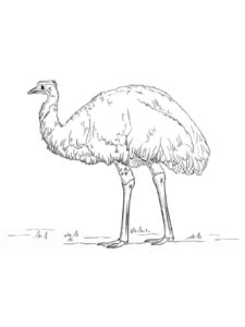 Emu coloring page