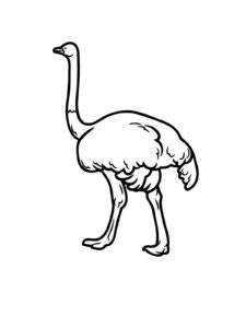 Emu coloring page