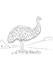 Emu coloring page