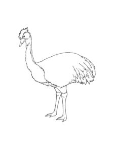 Emu coloring page