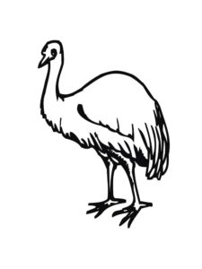 Emu coloring page