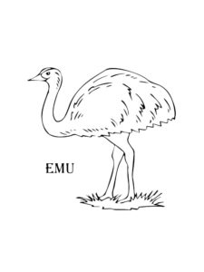 Emu coloring page