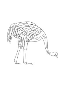 Emu coloring page