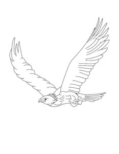 Falcon coloring page