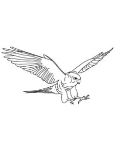 Falcon coloring page