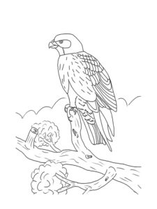 Falcon coloring page