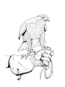 Falcon coloring page