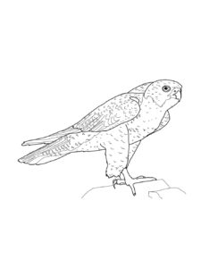 Falcon coloring page