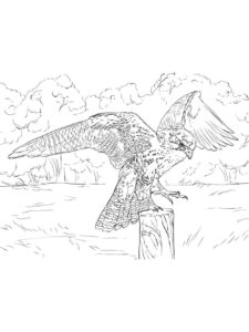 Falcon coloring page