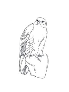 Falcon coloring page