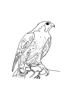 Falcon coloring page