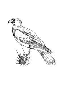 Falcon coloring page