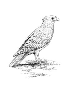 Falcon coloring page