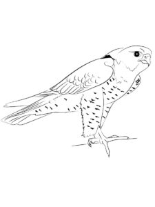 Falcon coloring page